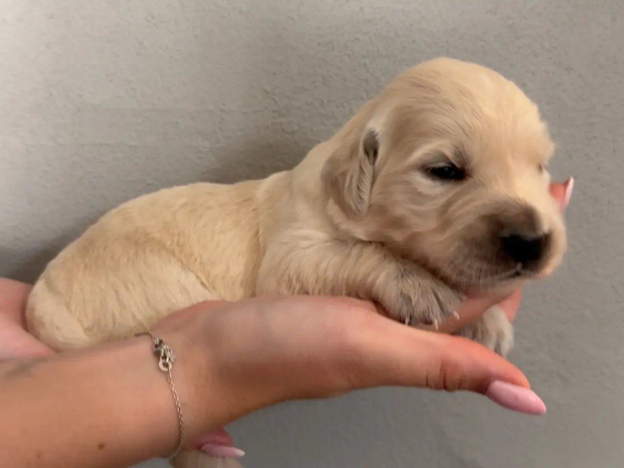 Billede 5 - Golden retriever