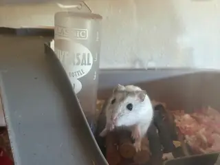 Hamster og tilbehør