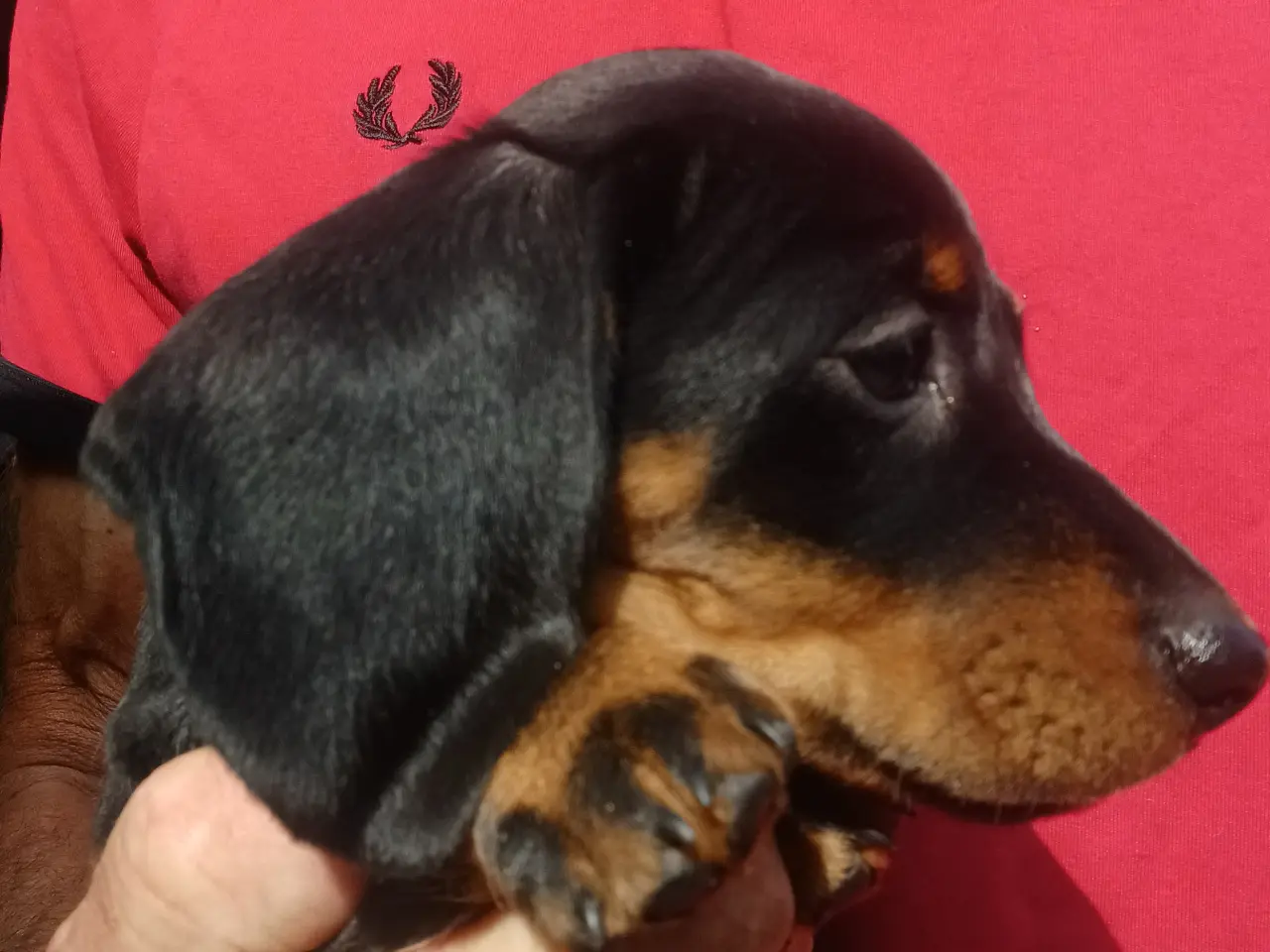 Billede 2 - Dværg Gravhund