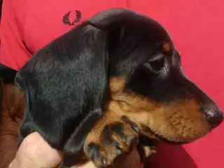 Dværg Gravhund