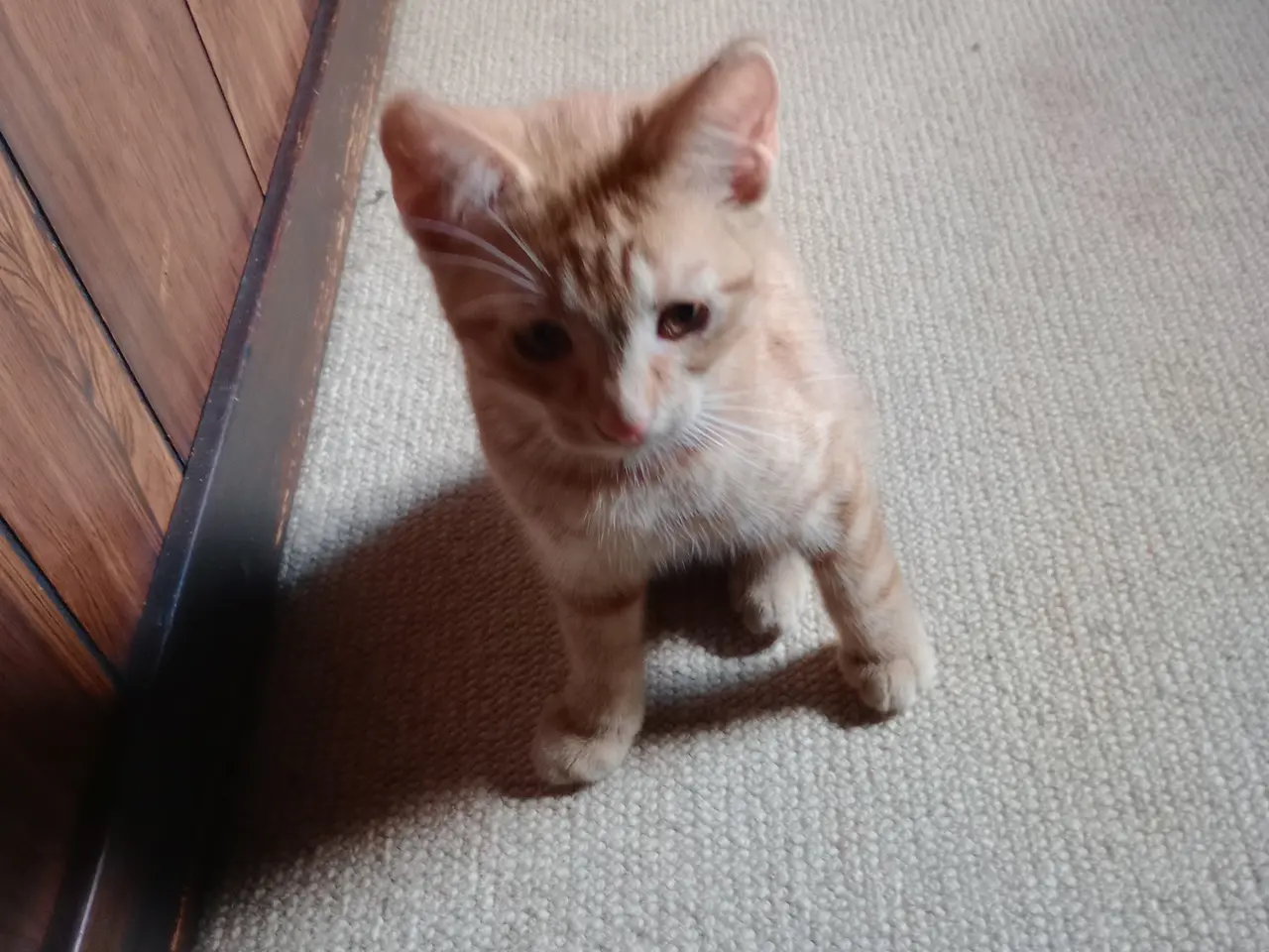 Billede 1 - Katte killinger