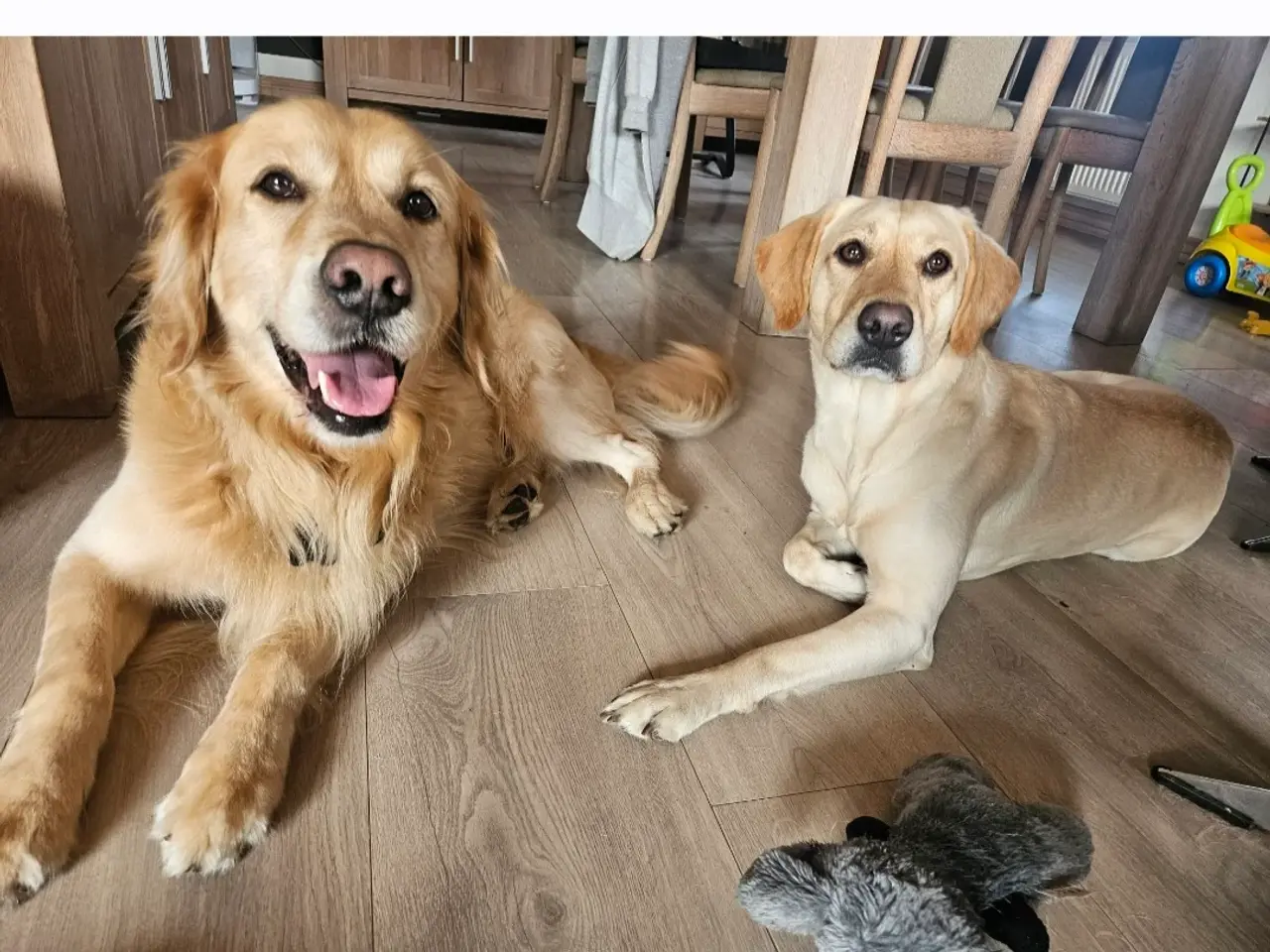 Billede 2 - Golden retriever og labrador hvalpe
