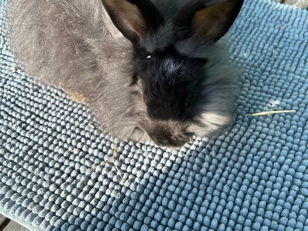 Billede 1 - Angora kanin unger