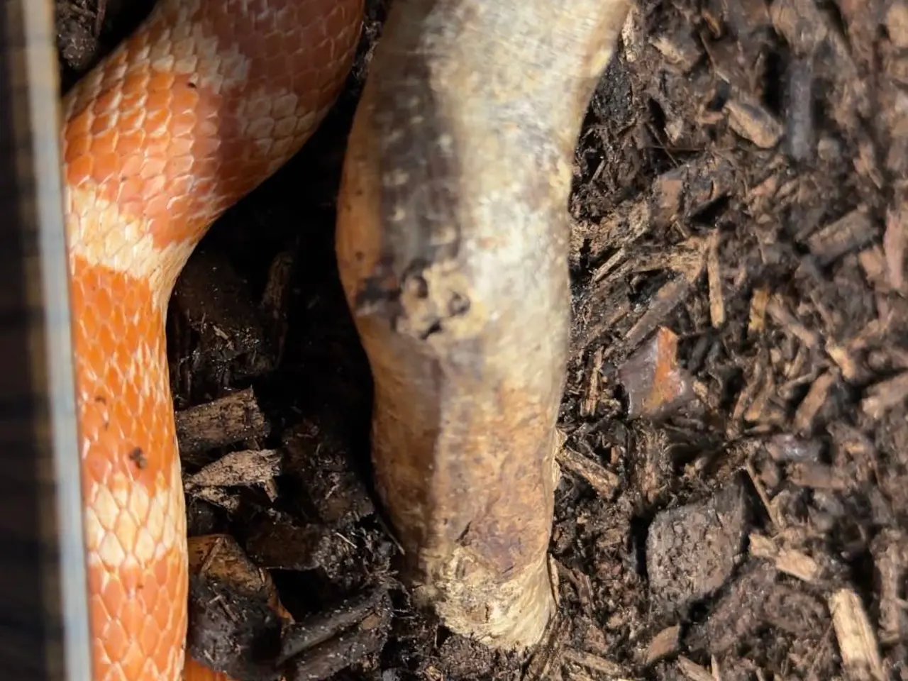 Billede 1 - Amel Het Scaleless Kornsnog