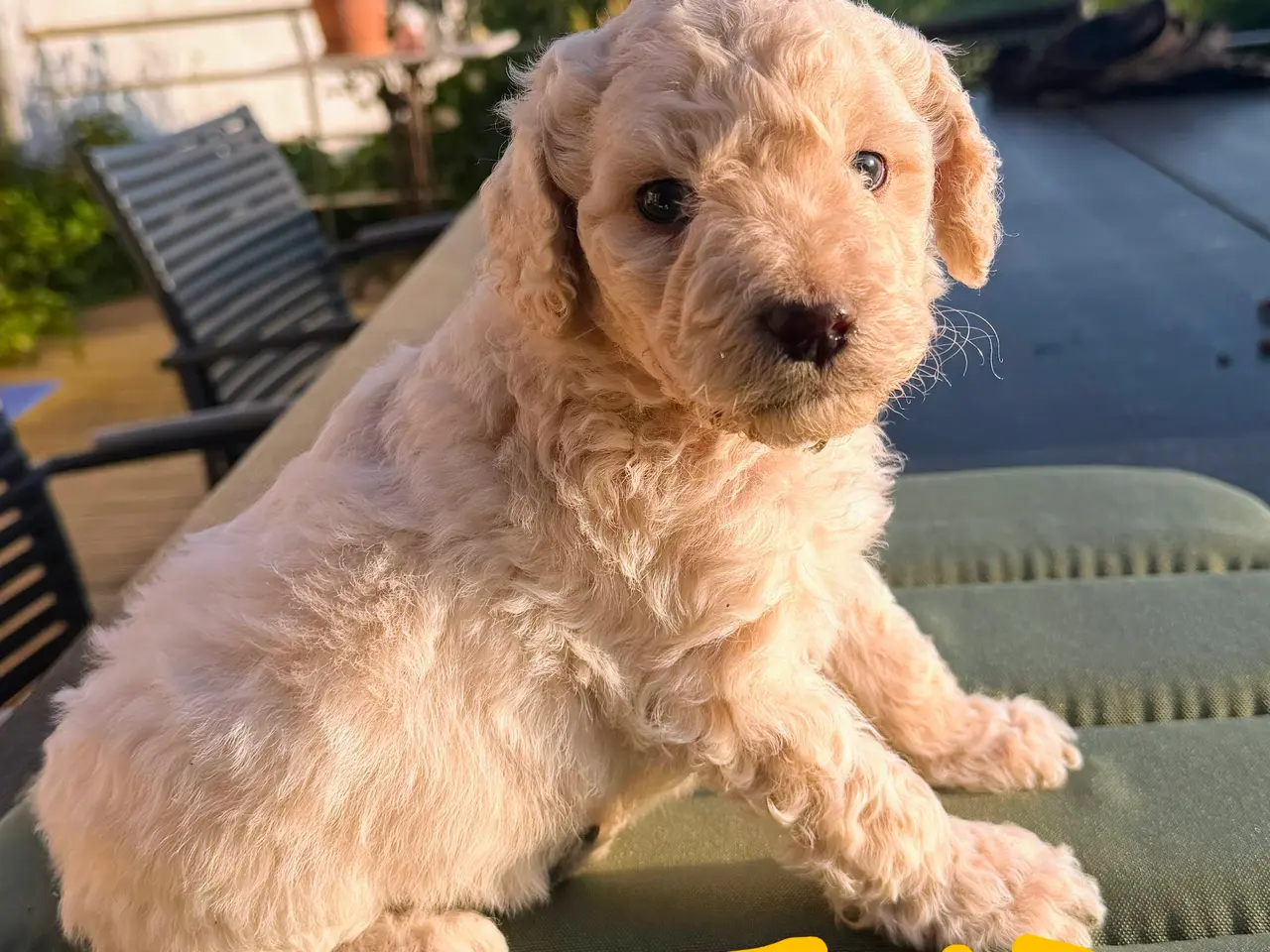 Billede 12 - Skønne Multigen Labradoodle hvalpe sælges