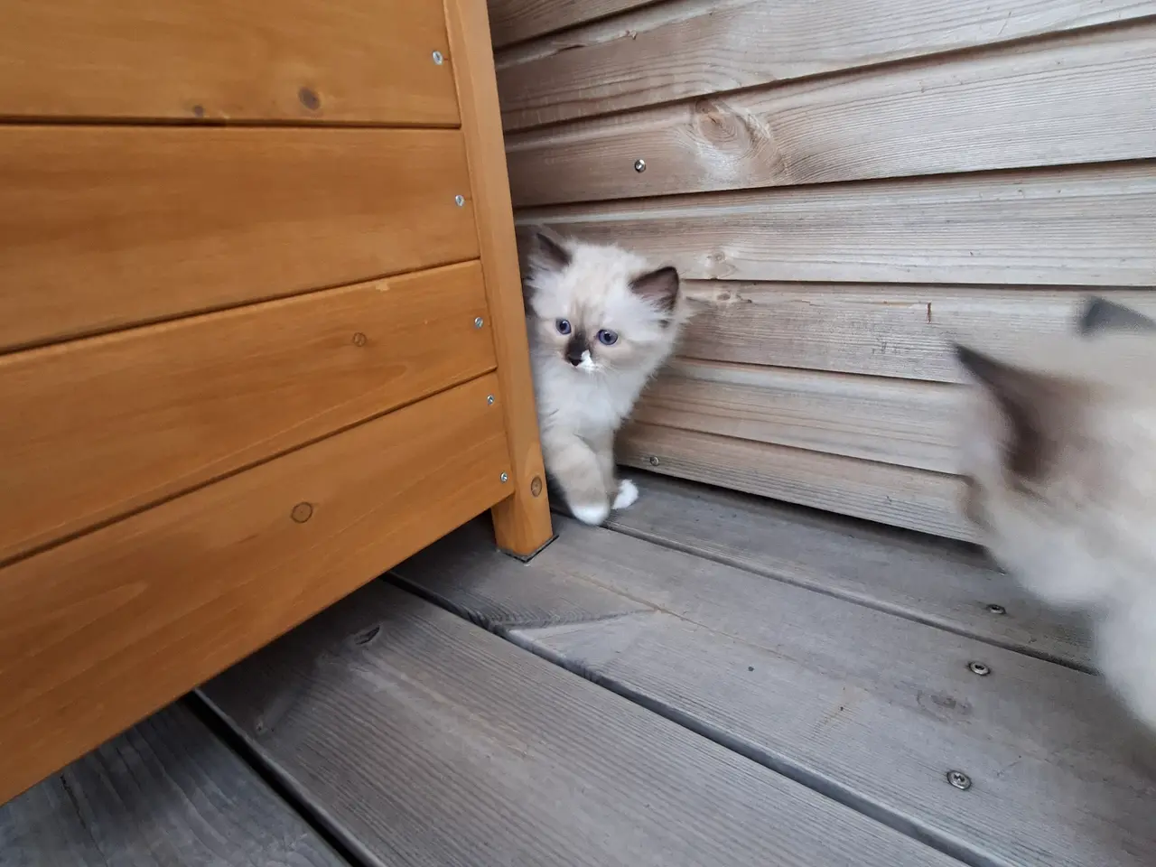 Billede 1 - Ragdoll killing 🐾🩷