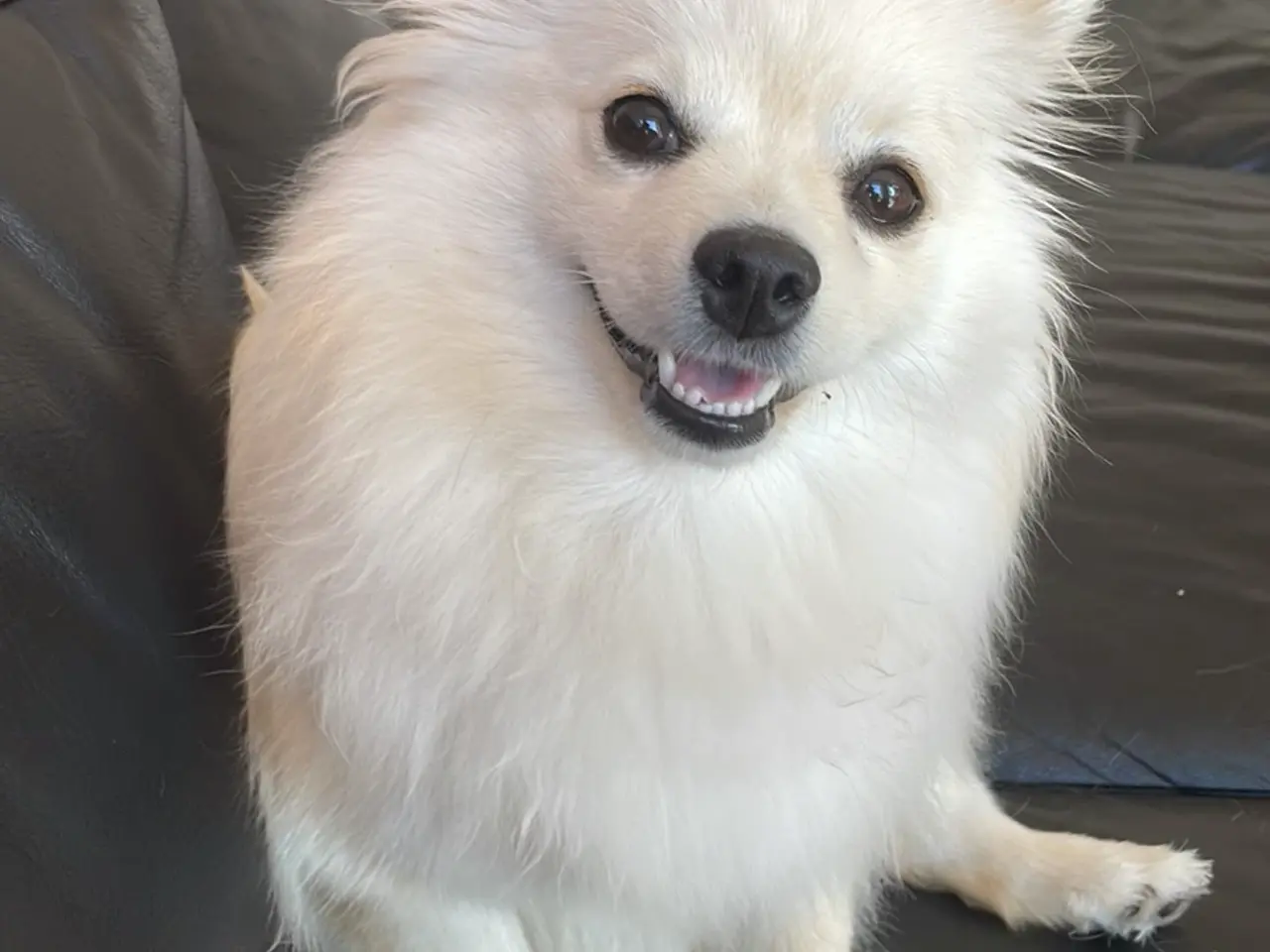 Billede 3 - Smuk Pomchi pige