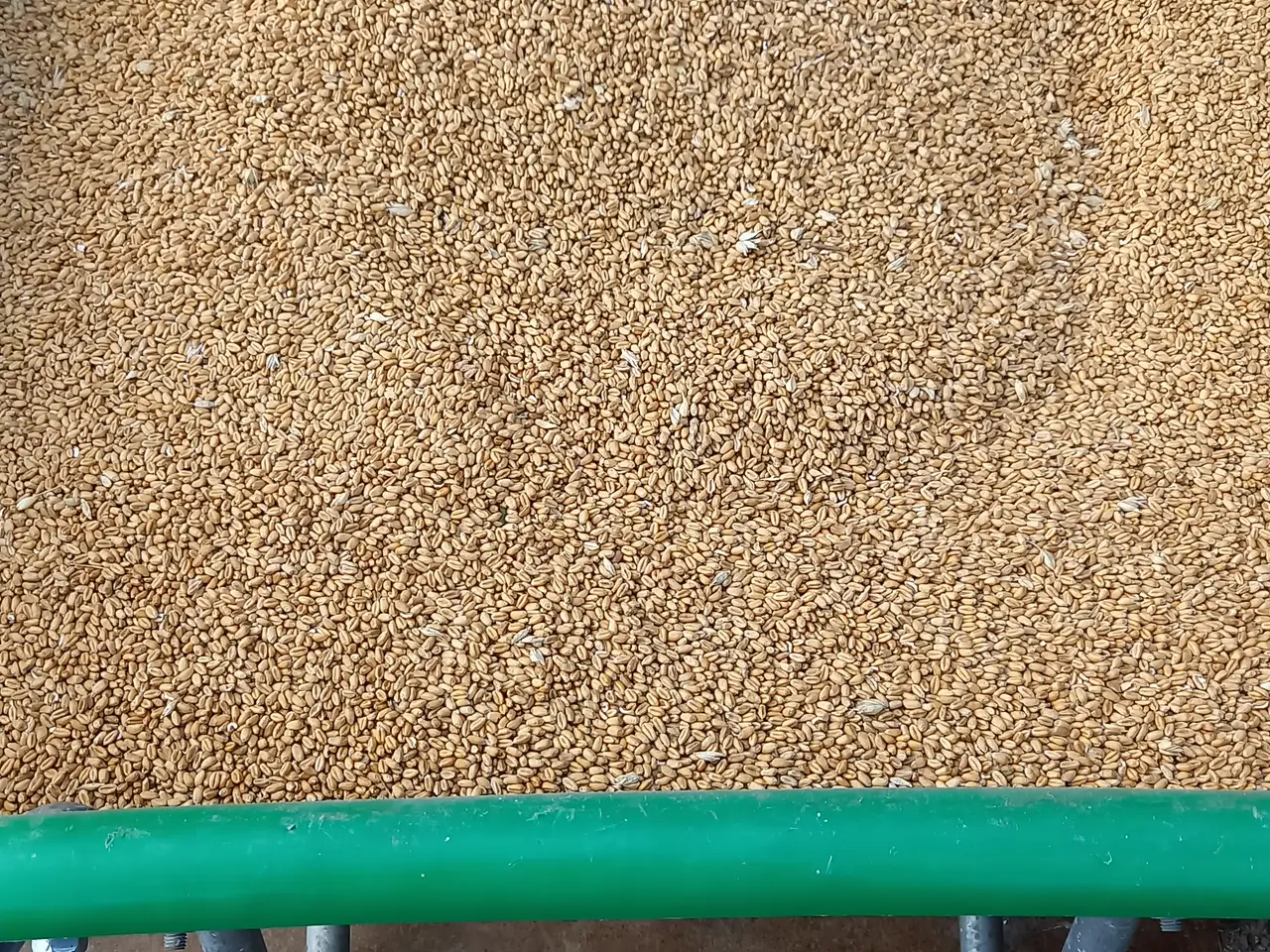 Billede 1 - Korn