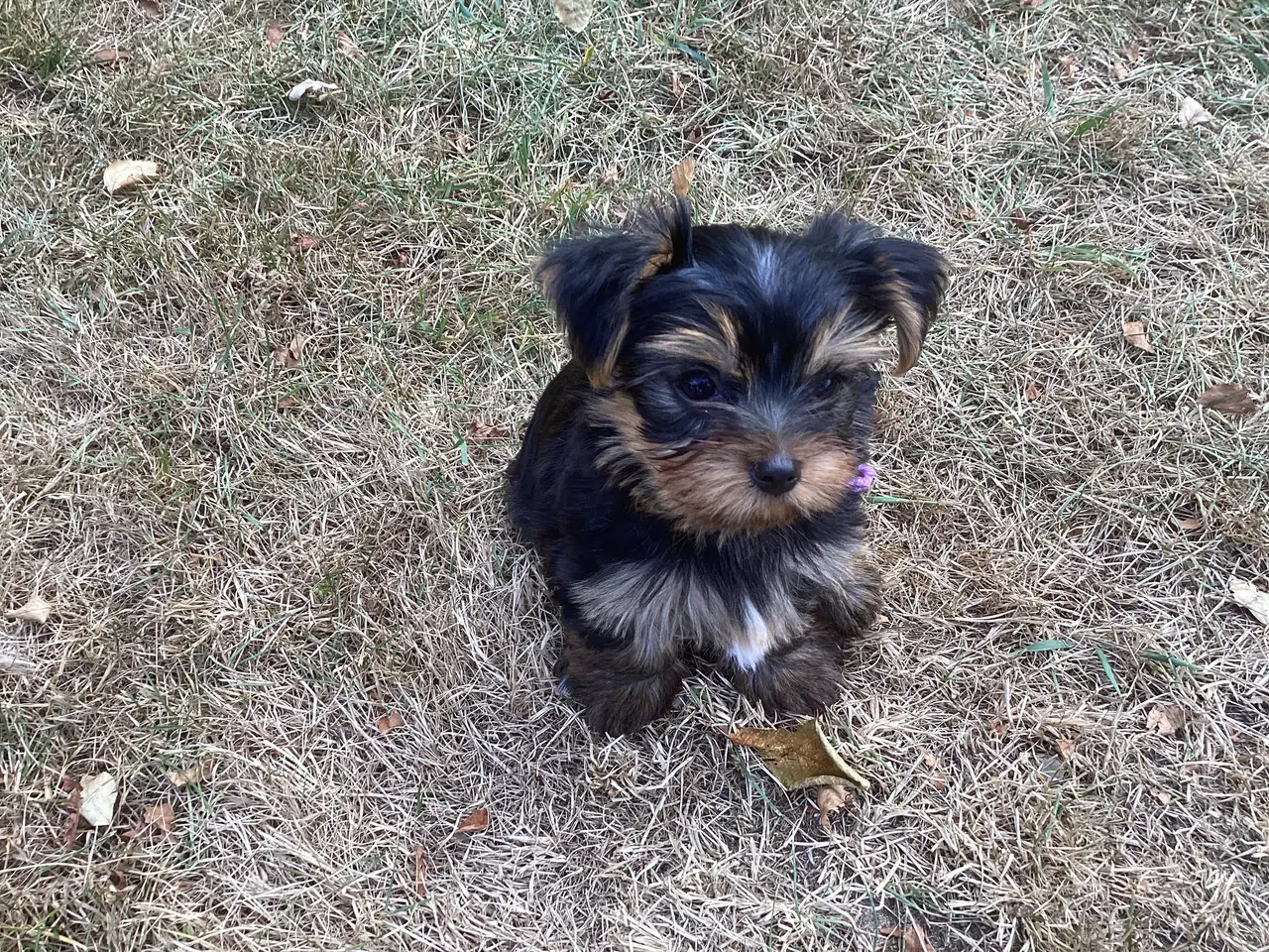 Billede 13 - Yorkshire terrier hvalpe
