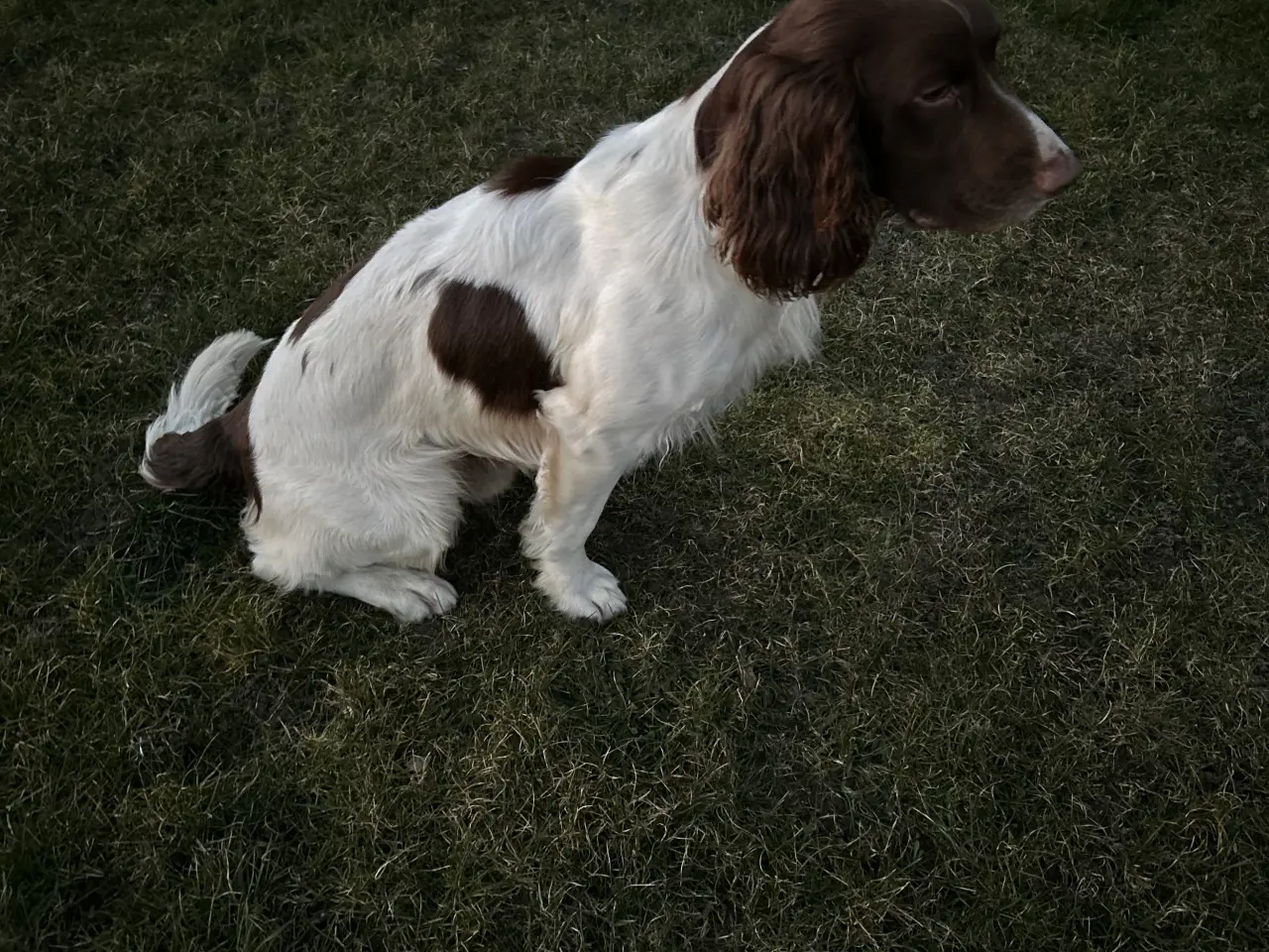 Billede 1 - Ft. Springer spaniel sælges