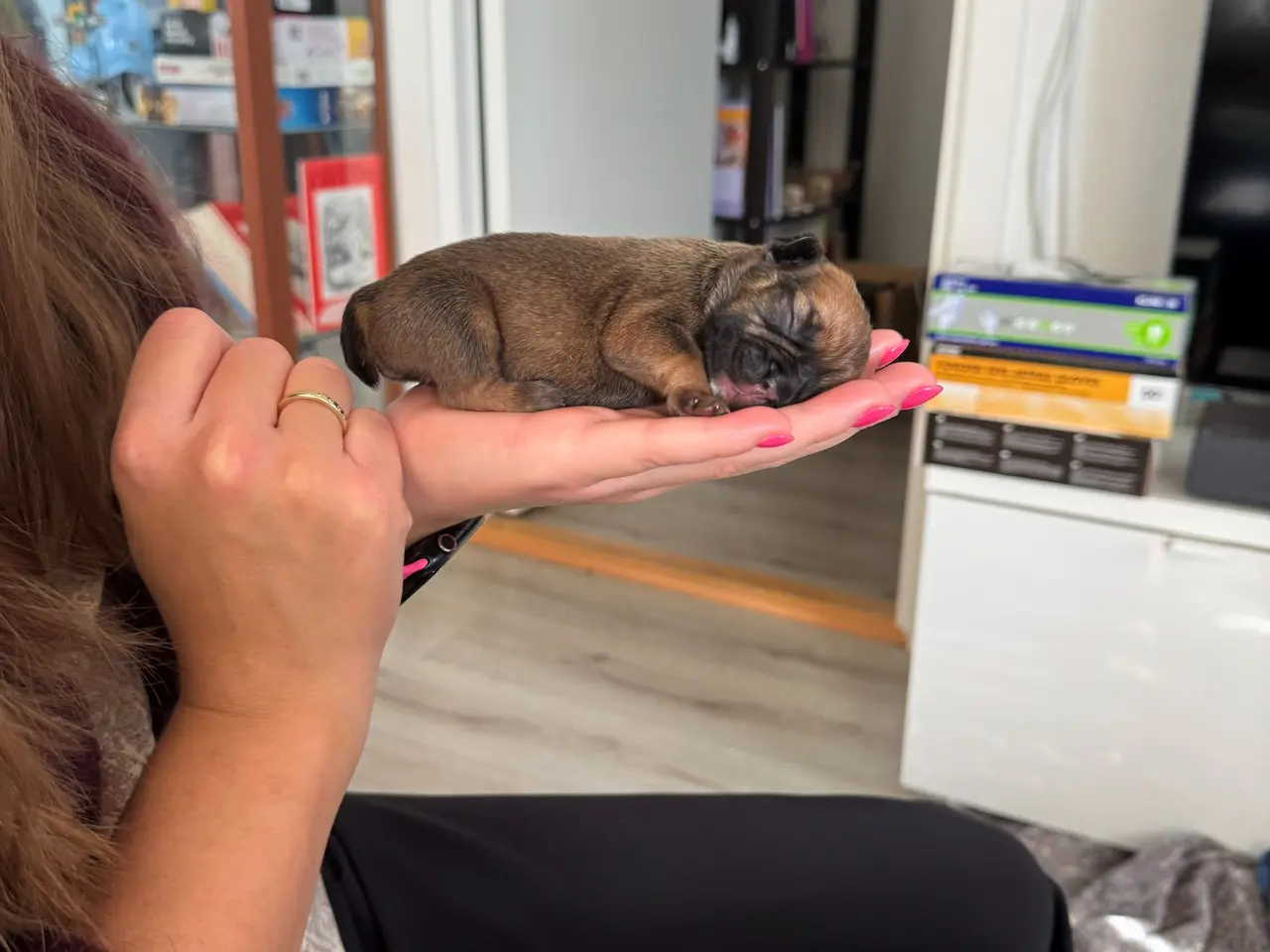 Billede 1 - Fransk Bulldog-hvalp søger hjem