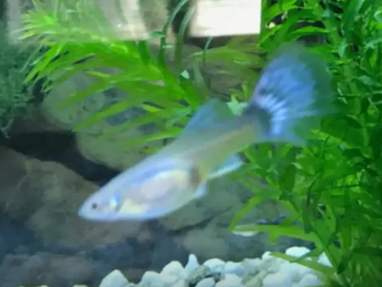 Billede 2 - EGET AVL sunde guppy