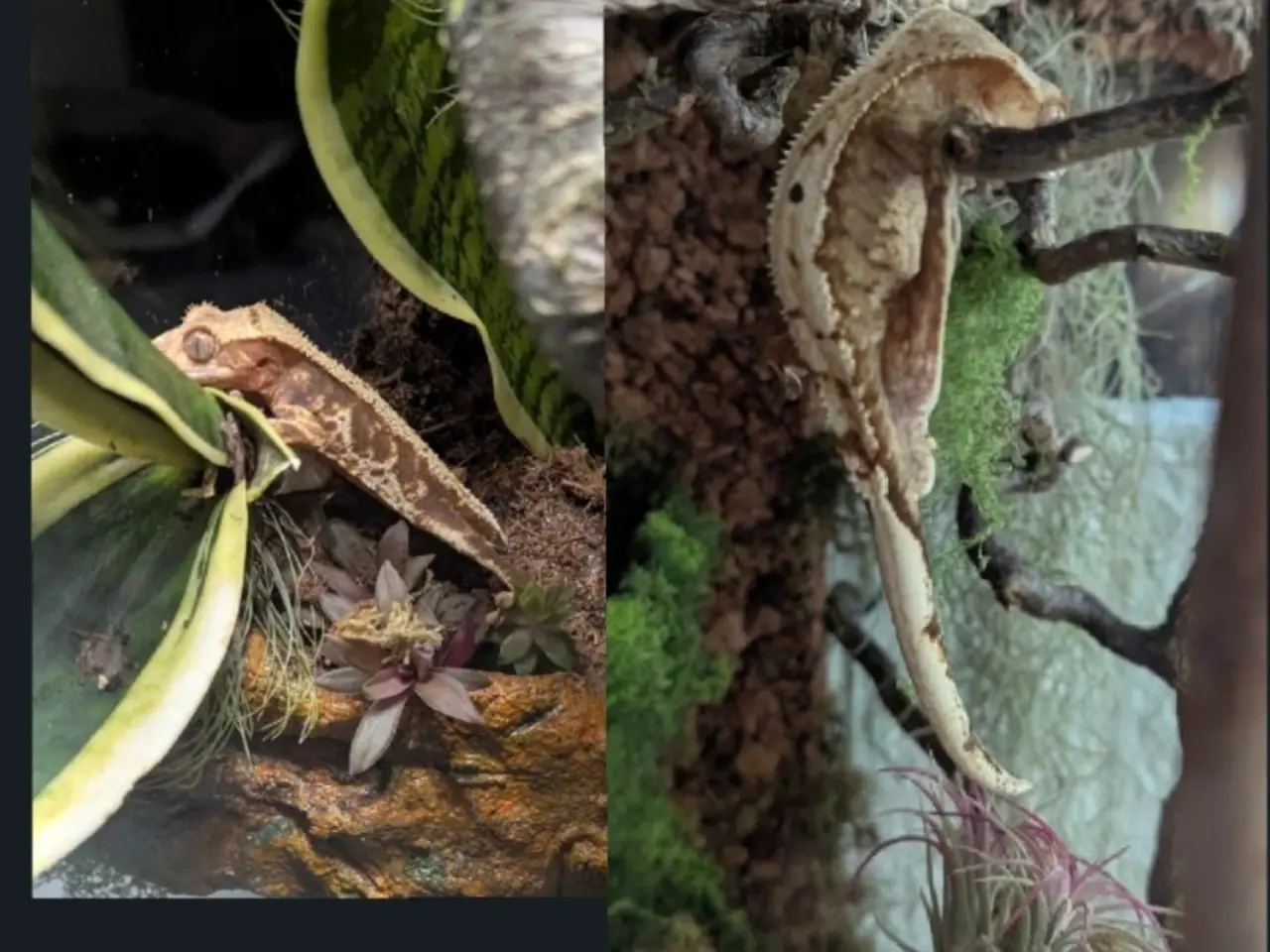 Billede 9 - Kronegekko par. 🦎🦎