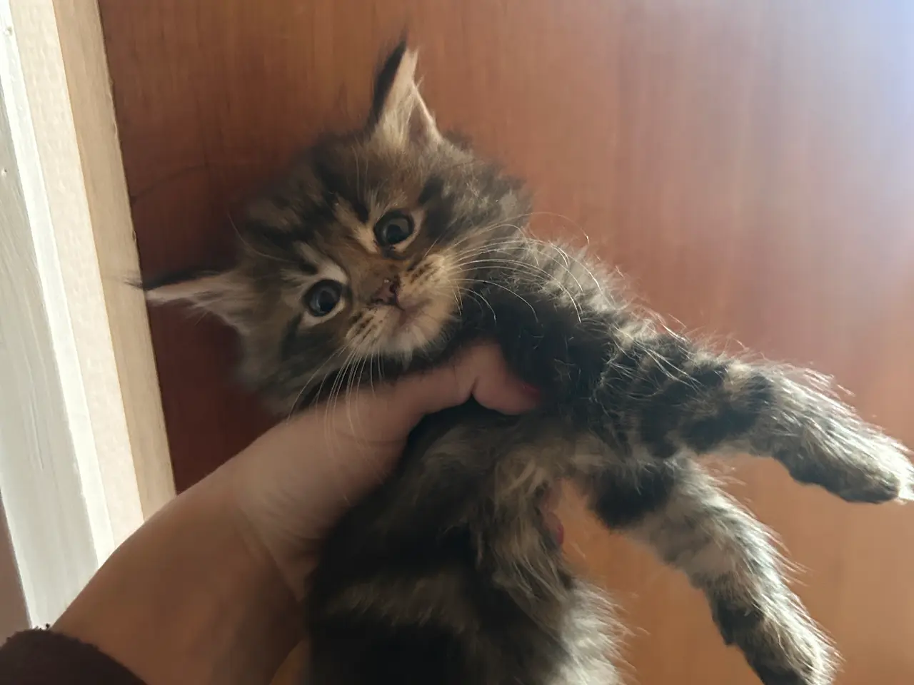 Billede 9 - Maine Coon blandings killinger