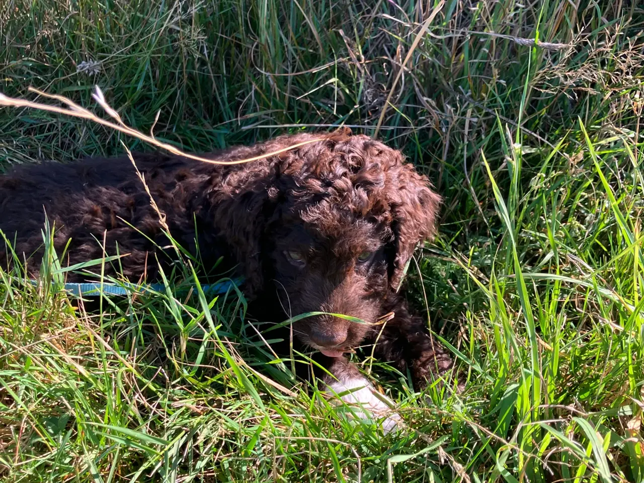 Billede 9 - Lagotto Romagnolo/Curly Coatted Retriever 