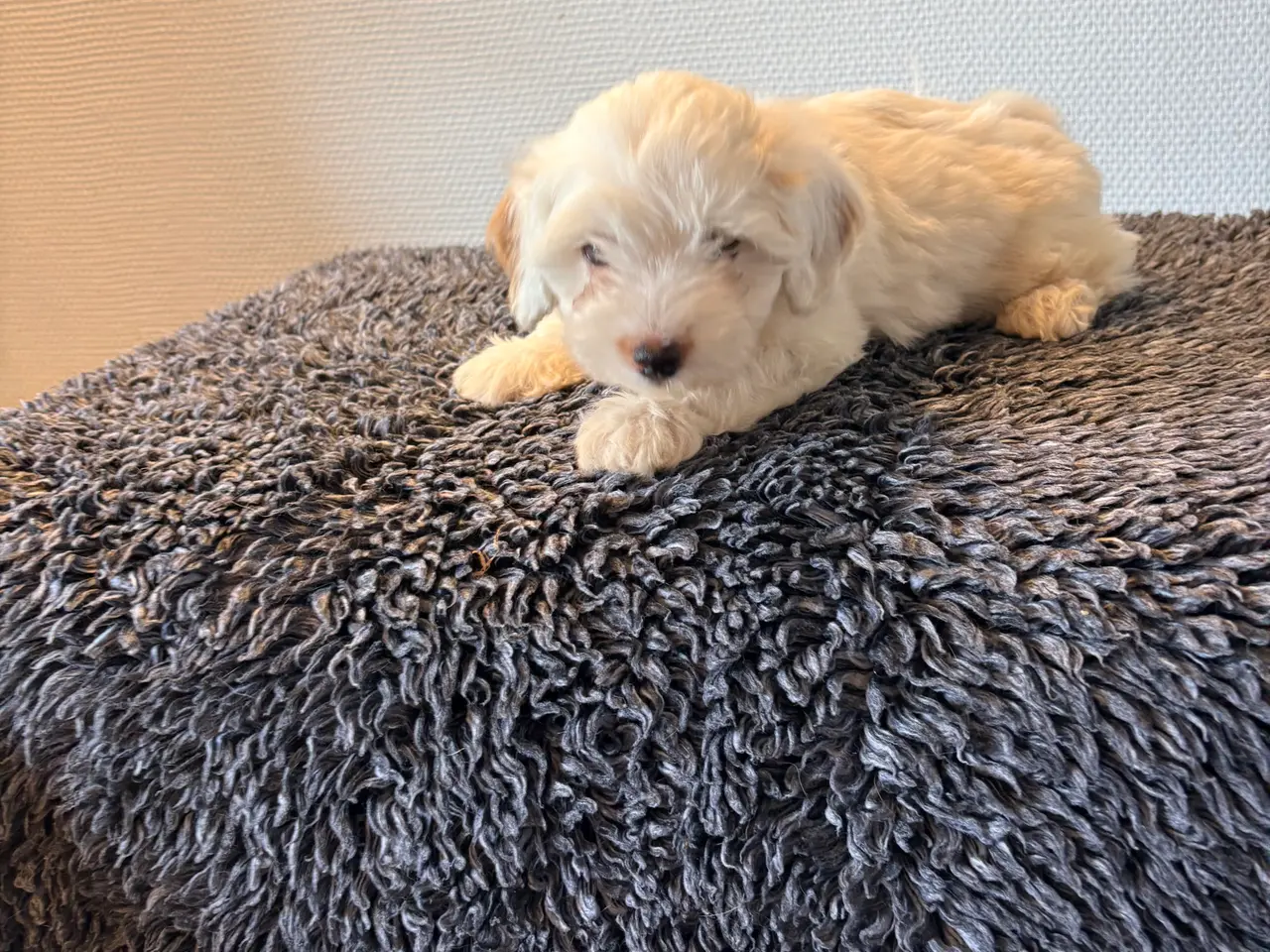 Billede 4 - Maltipoo