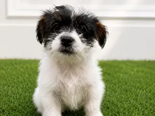 Jack Tzu Hvalpe klar 7/7 til at flytte hjemmefra - 2