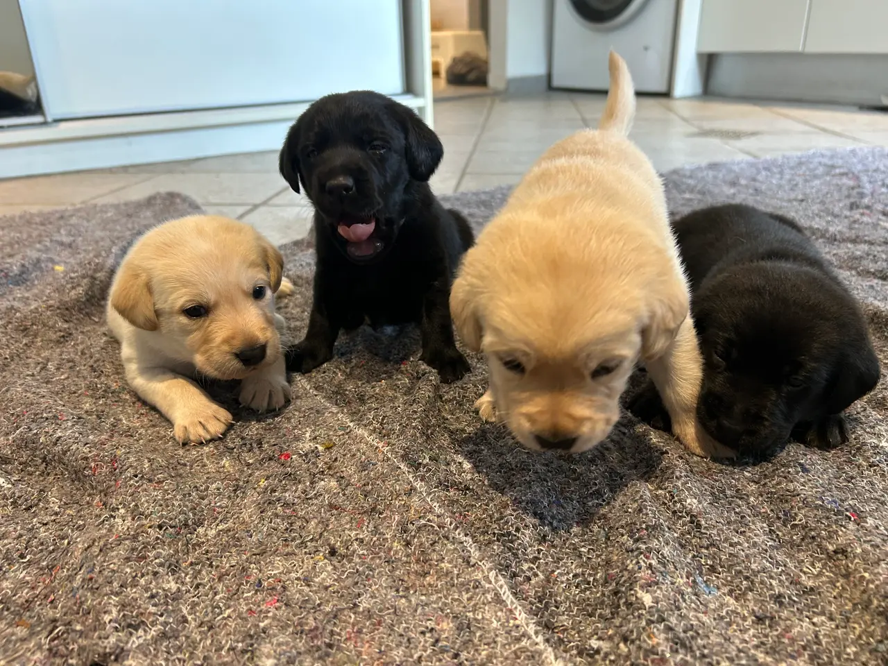 Billede 10 - 🐶 Labradorhvalp F1 søger kærligt hjem 