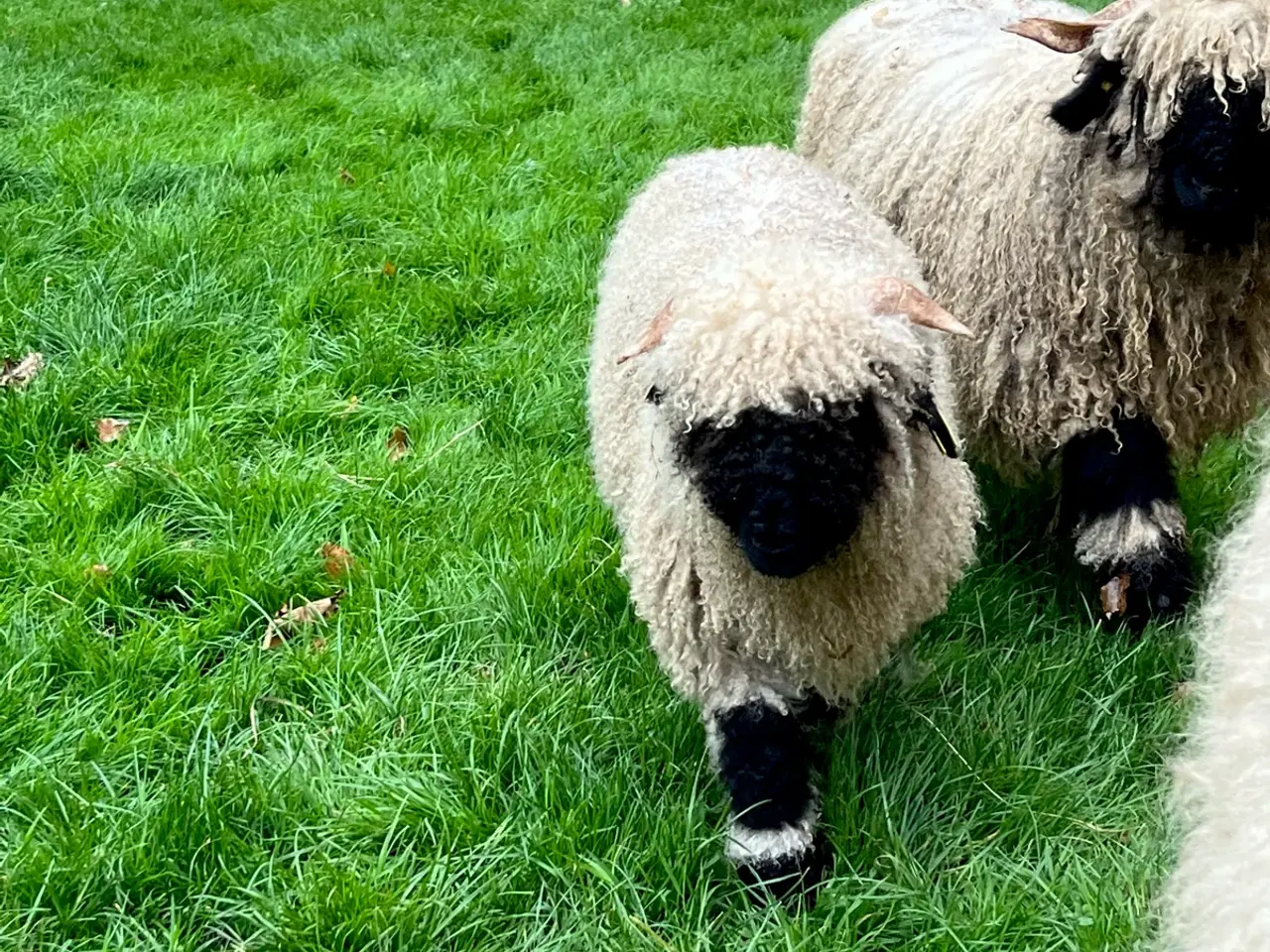 Billede 5 - Valais Blacknose væddere/Gimmere