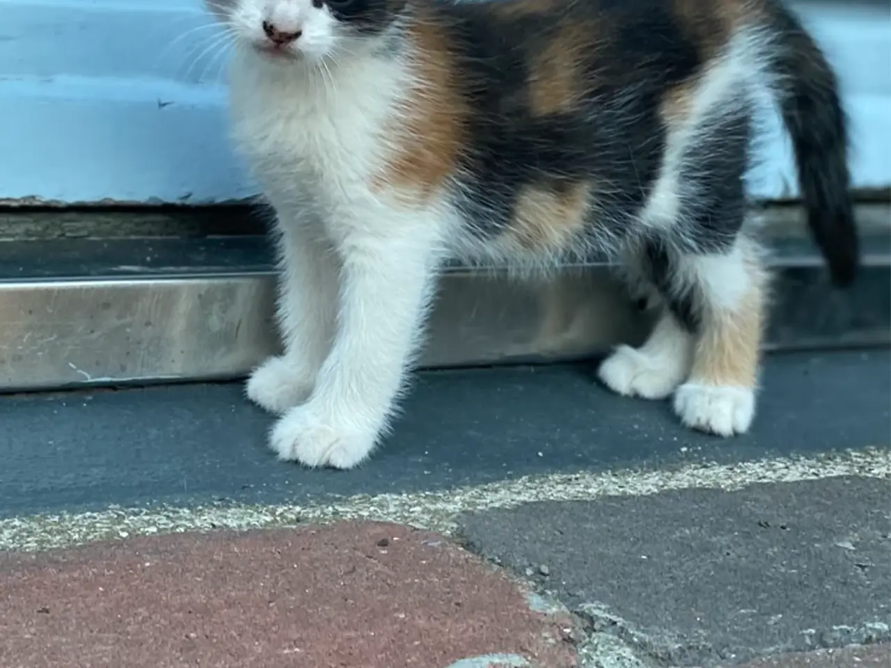 Billede 3 - Søde killinger søger nyt hjem 🐾