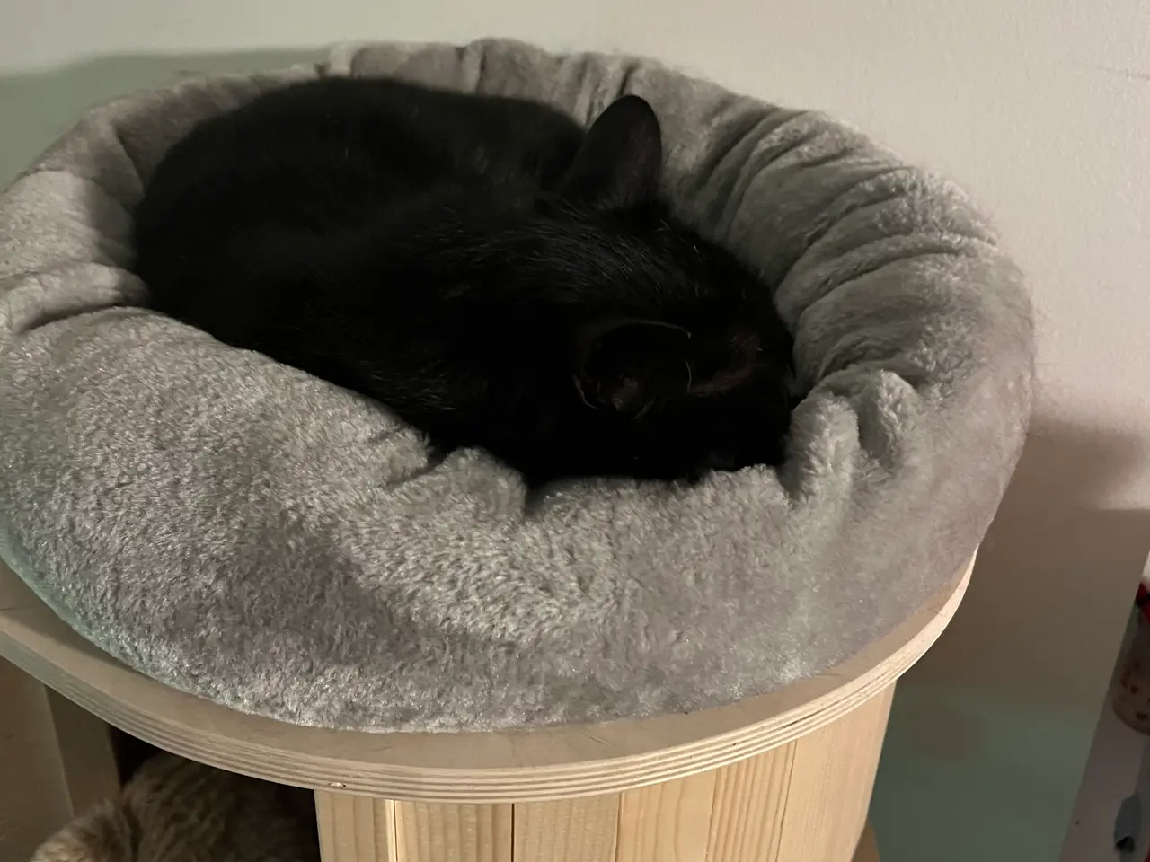 Billede 9 - British shorthair katte sælges