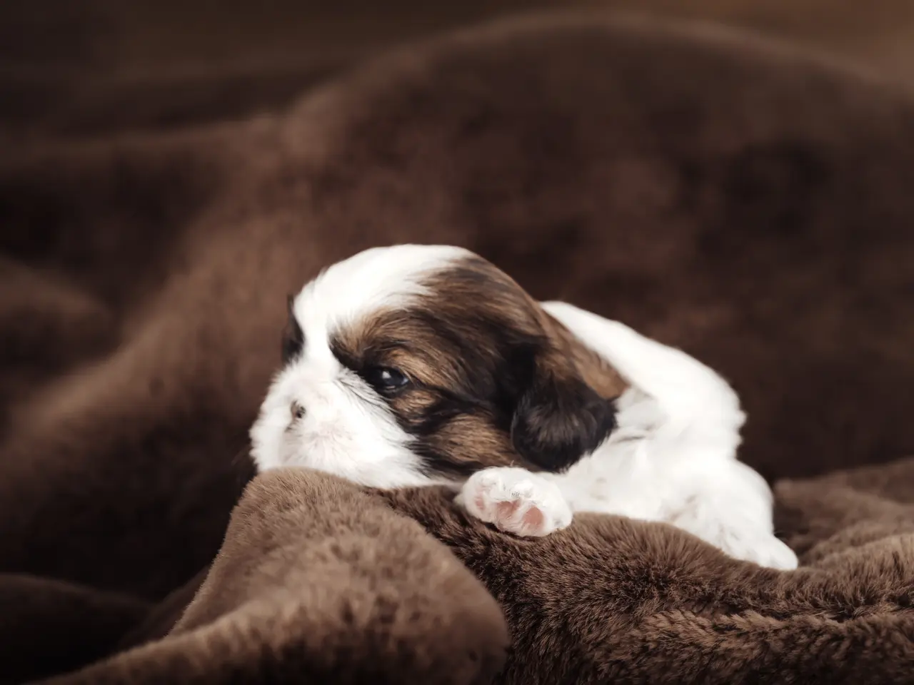 Billede 10 - Shih Tzu hundehvalpe søger nyt hjem (Tæver)