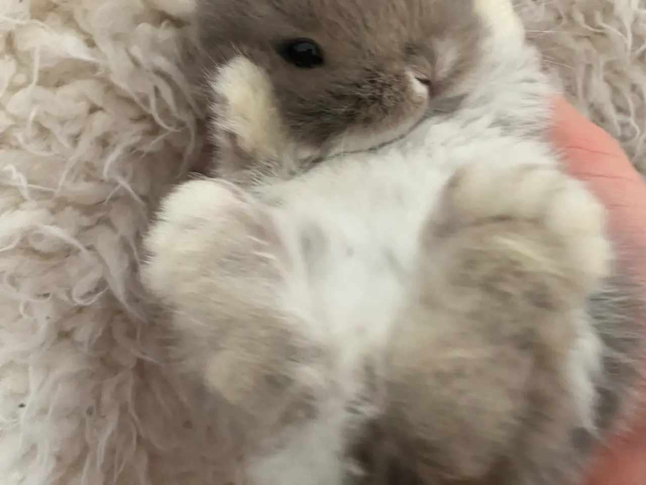 Billede 7 - Mini lop kanin unger