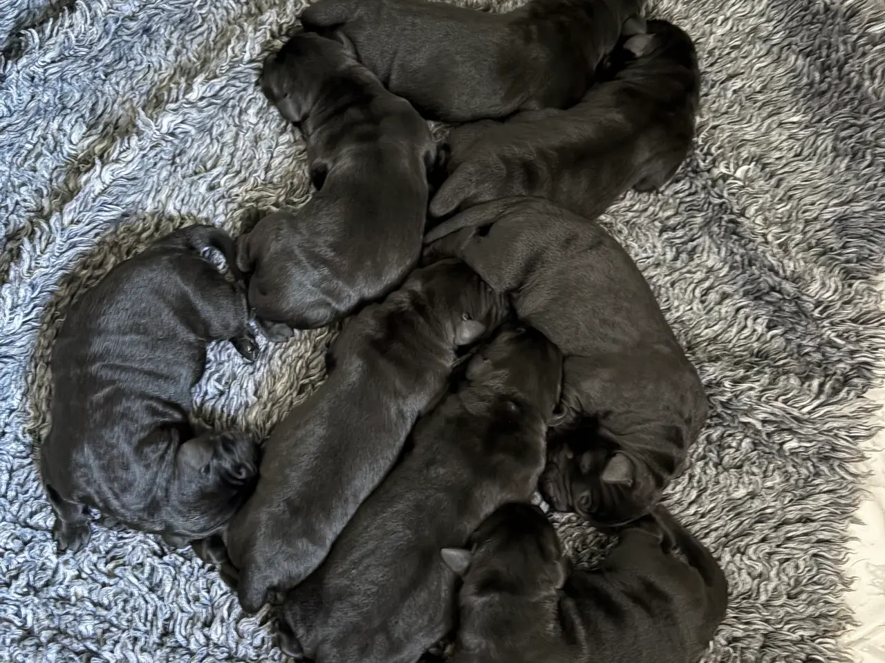 Billede 2 - 🐾 Sorte Labradorhvalpe – gammeldags type 🐾