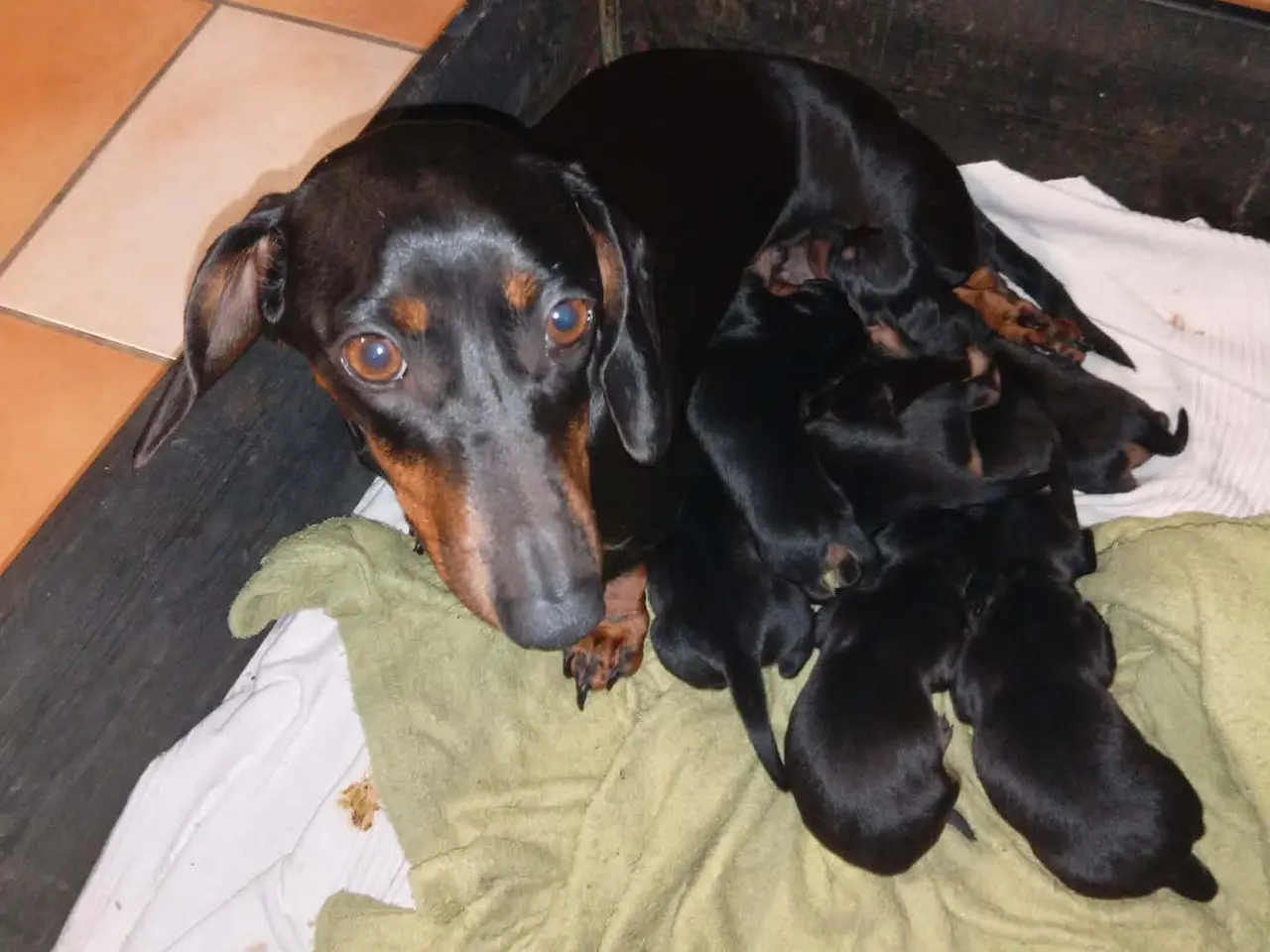 Billede 3 - Standard Korthåret Gravhunde