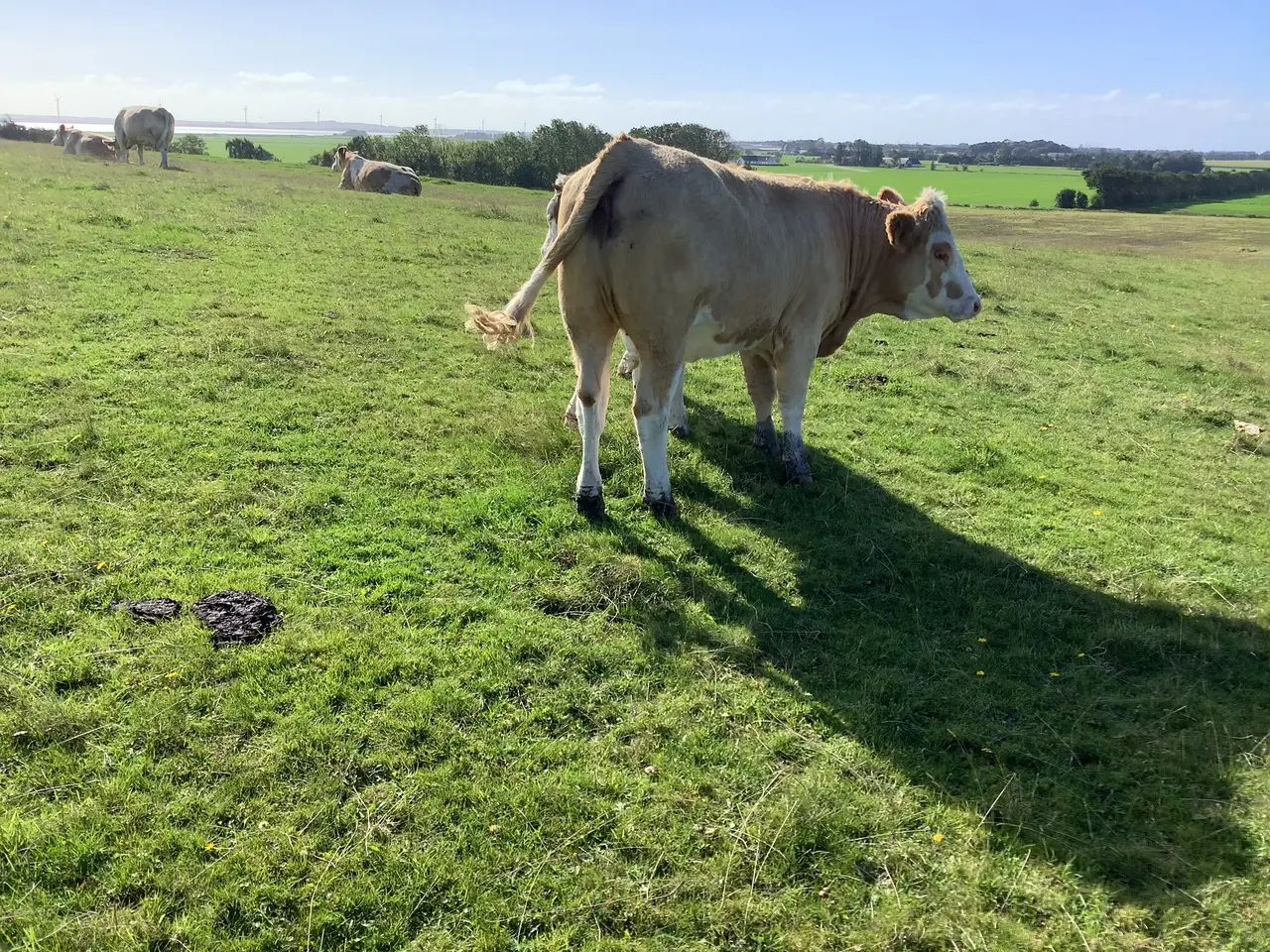 Billede 4 - Simmentaler løbekvier