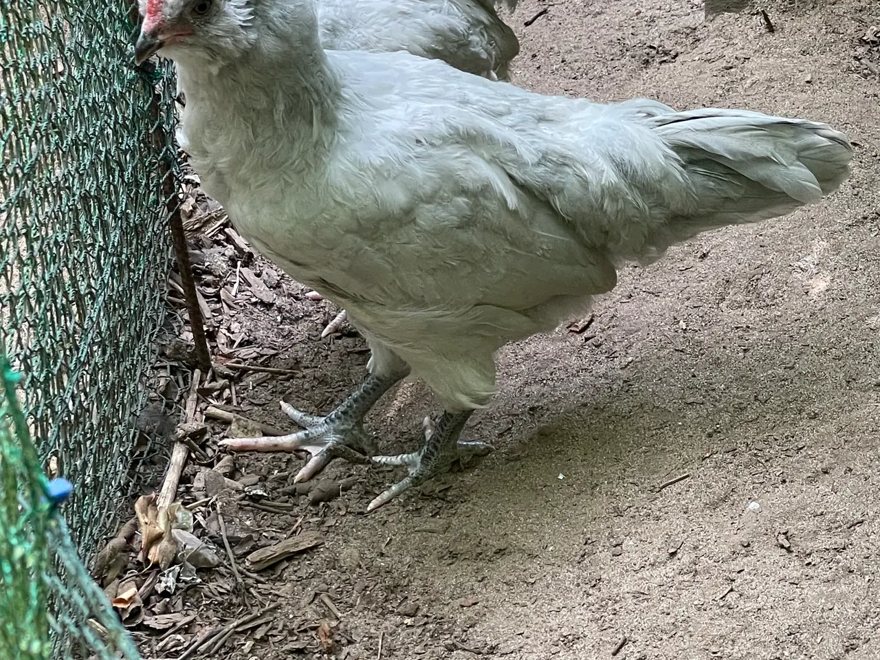 Billede 6 - Engelsk Araucana kyllinger