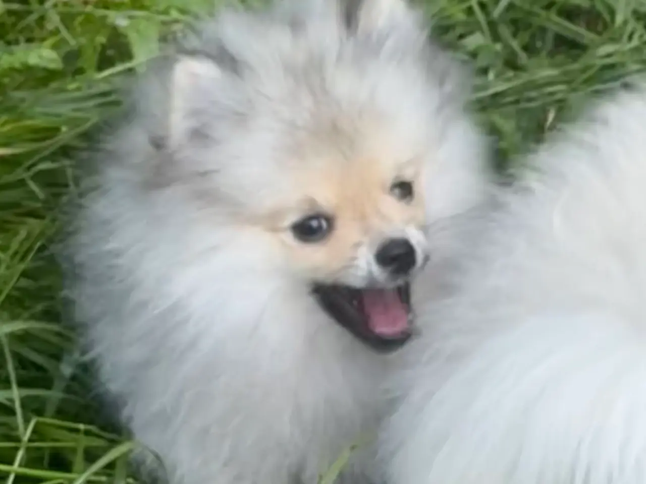 Billede 2 - Mini Pomeranian 