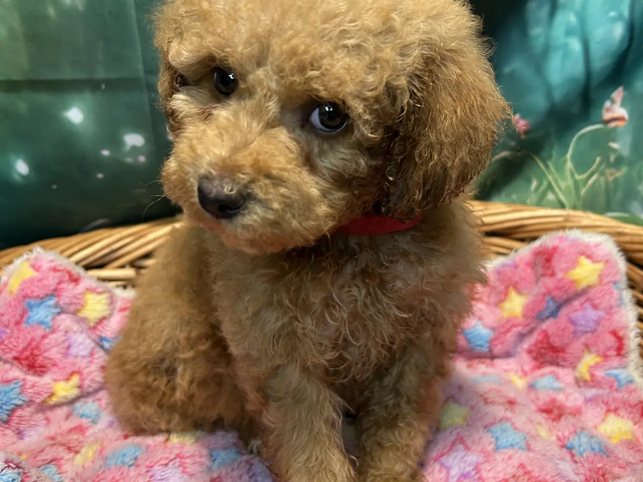 Billede 9 - Smukke mini Labradoodle ❤️🐾