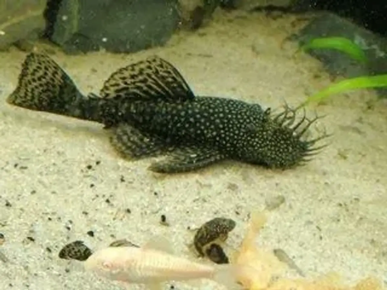 Billede 1 - Ancistrus flere farver