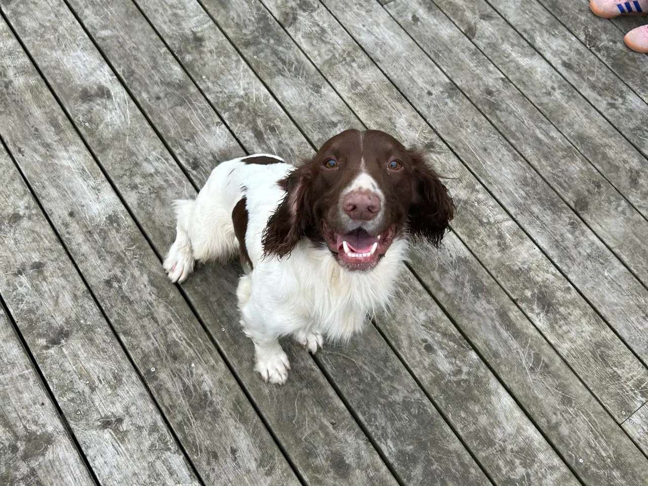 Billede 2 - Ft. Springer spaniel sælges