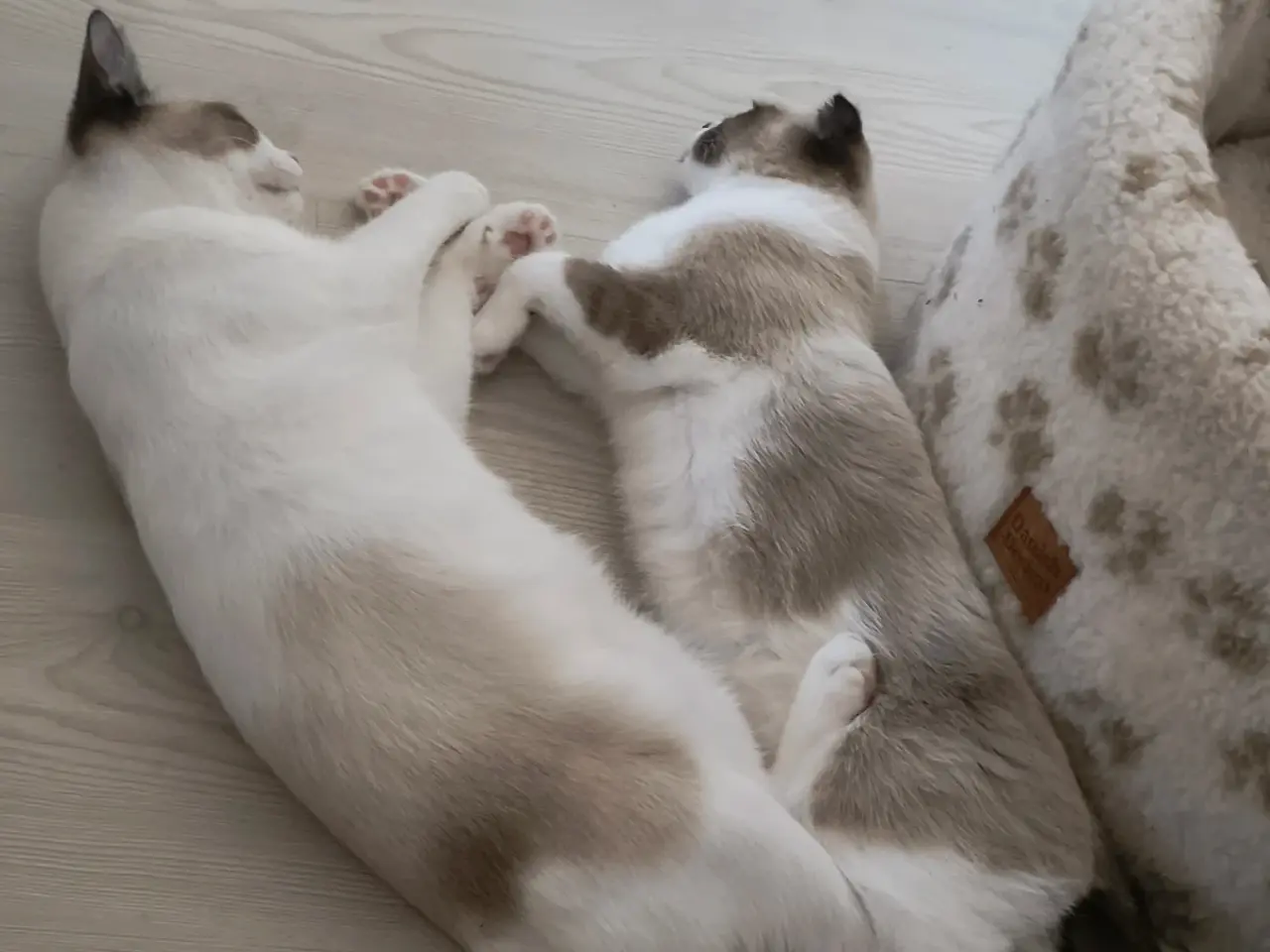 Billede 4 - Vores to smukke katte, søger nyt hjem.