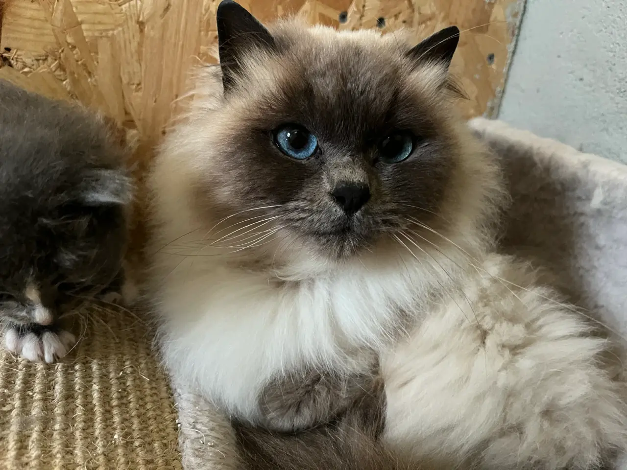 Billede 7 - Maine coon/norsk skovkat-hellig Birma 🩵