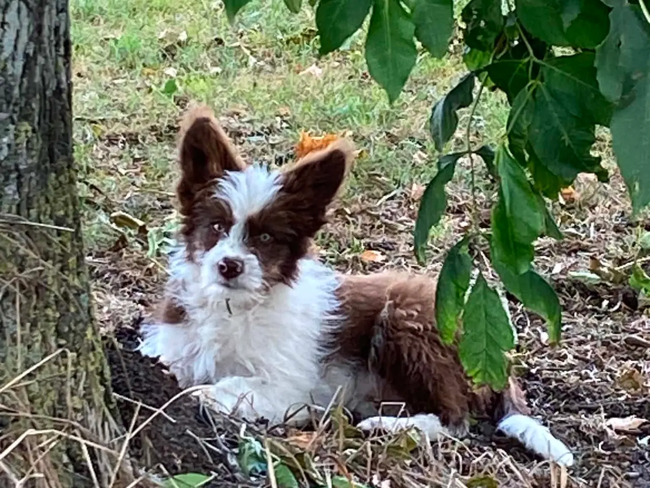 Billede 6 - Dejlig familiehund 