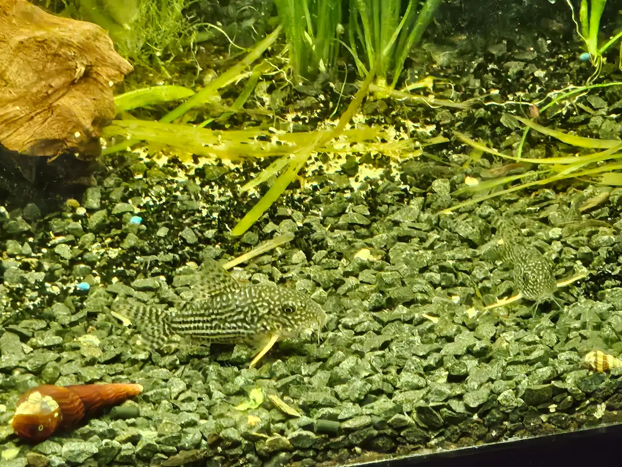 Billede 3 - Juwel Akvarie + fisk