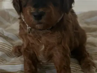 Cockapoo hvalpe sælges 3 uger 🧸🐶🌸 - 3