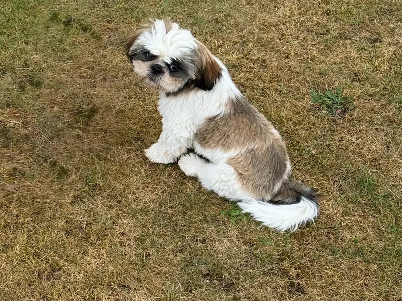 Billede 3 - Shih Tzu pige