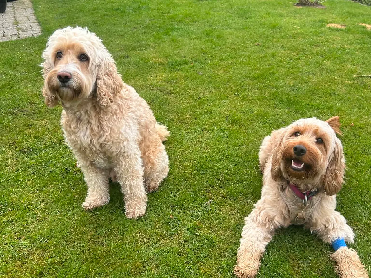 Billede 10 - Cockapoo/cockerpoo hvalpe fra stueopdræt ❤️
