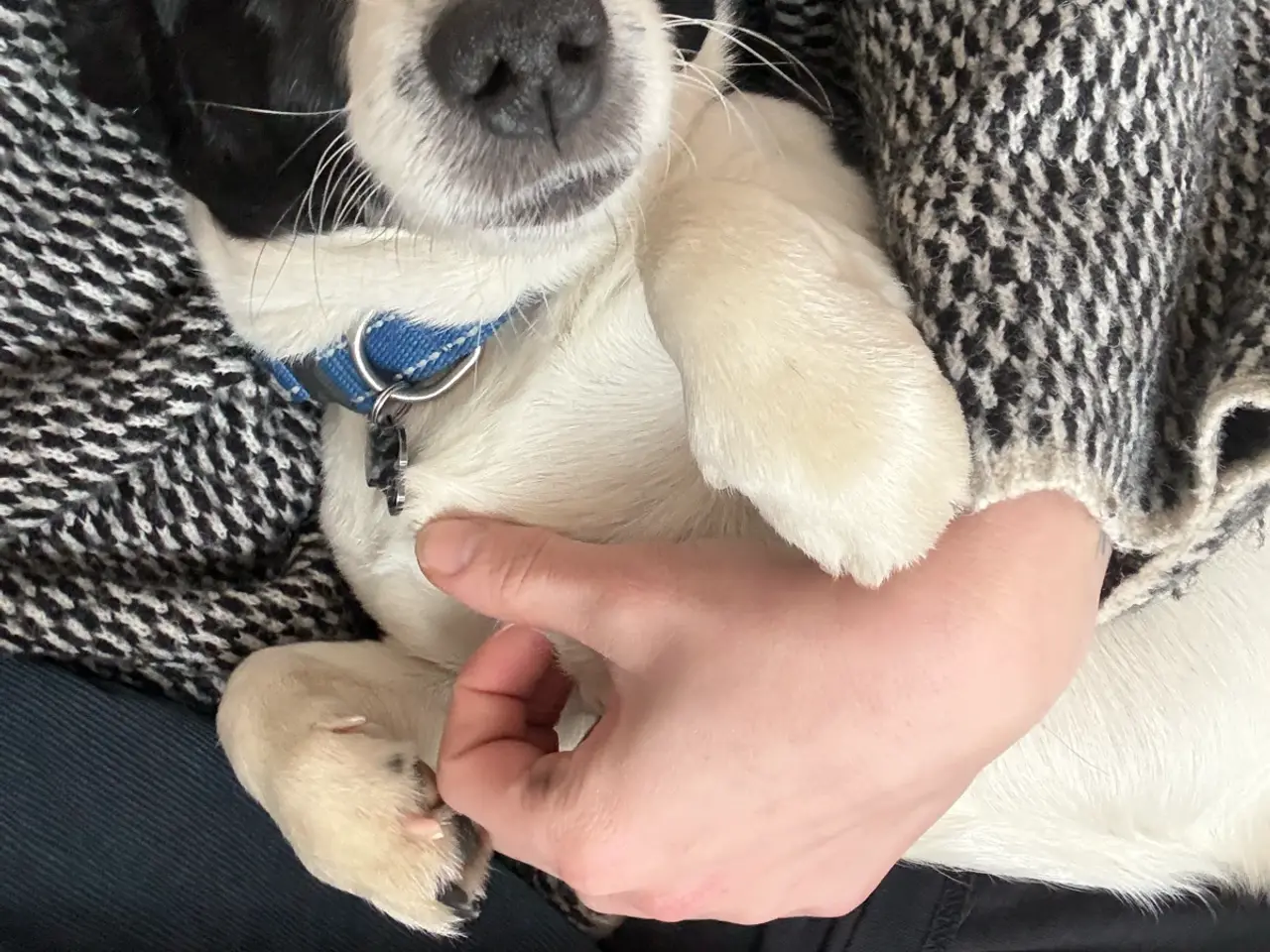 Billede 5 - Jack Russel drenge