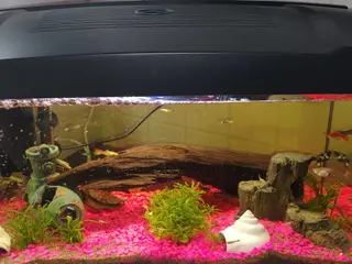 Ny 60 L begynder akvarium