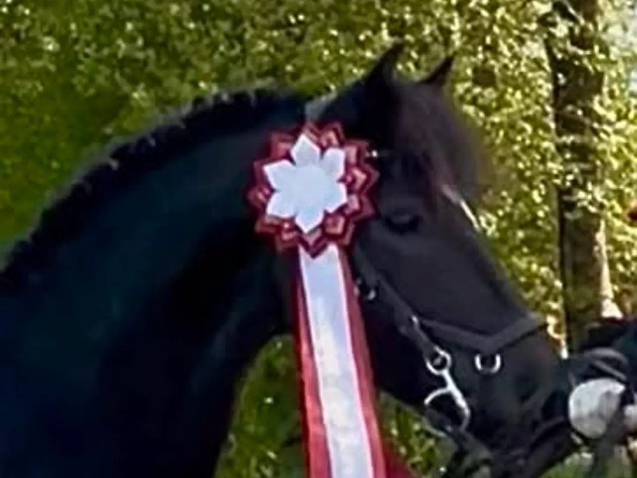 Billede 1 - Max kat 3,super børnepony