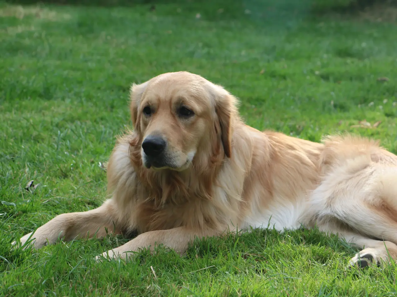 Billede 10 - Golden Retriever tilbydes til parring - Nyheder !