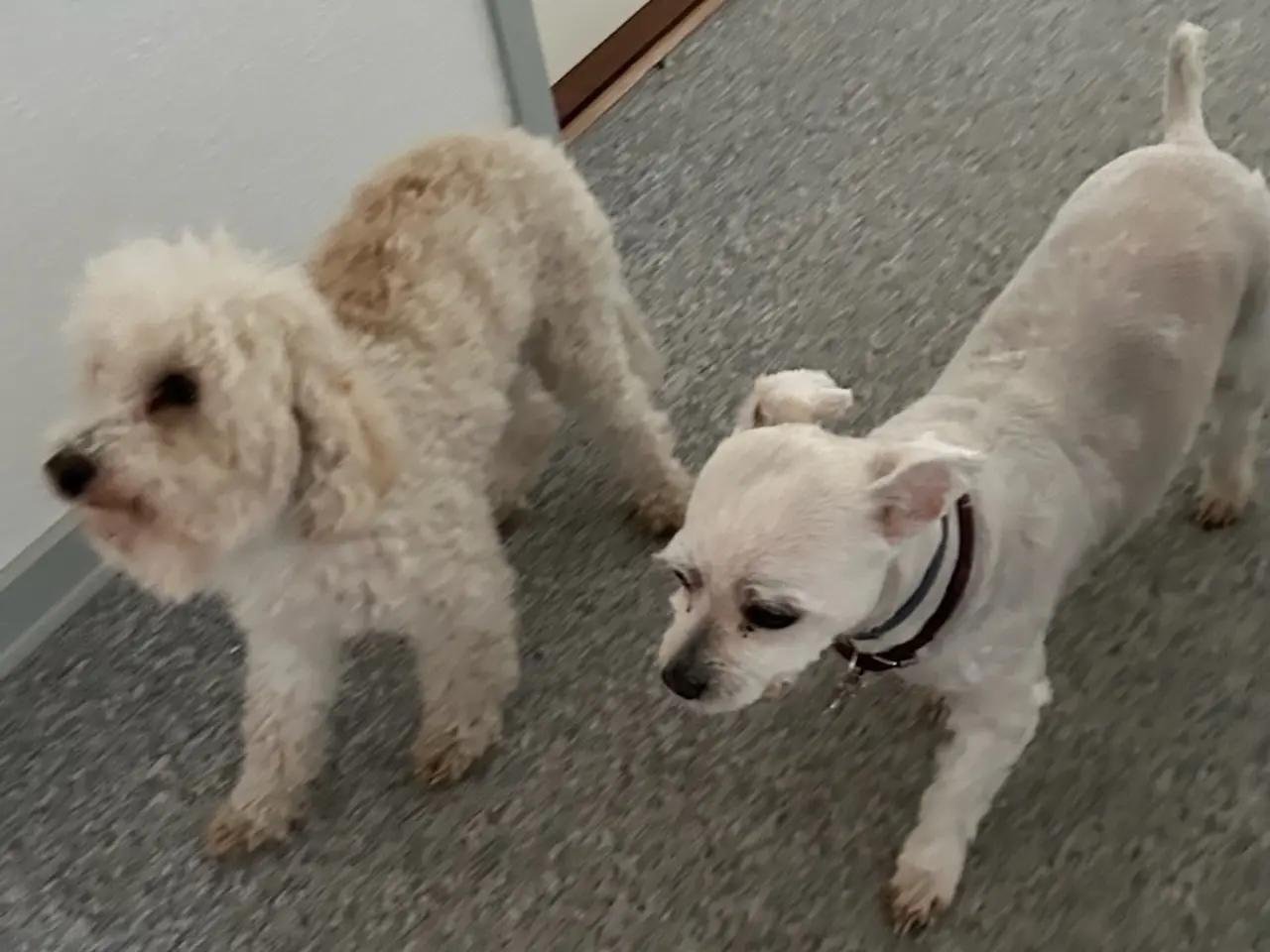 Billede 17 - Maltipoo hvalpe 