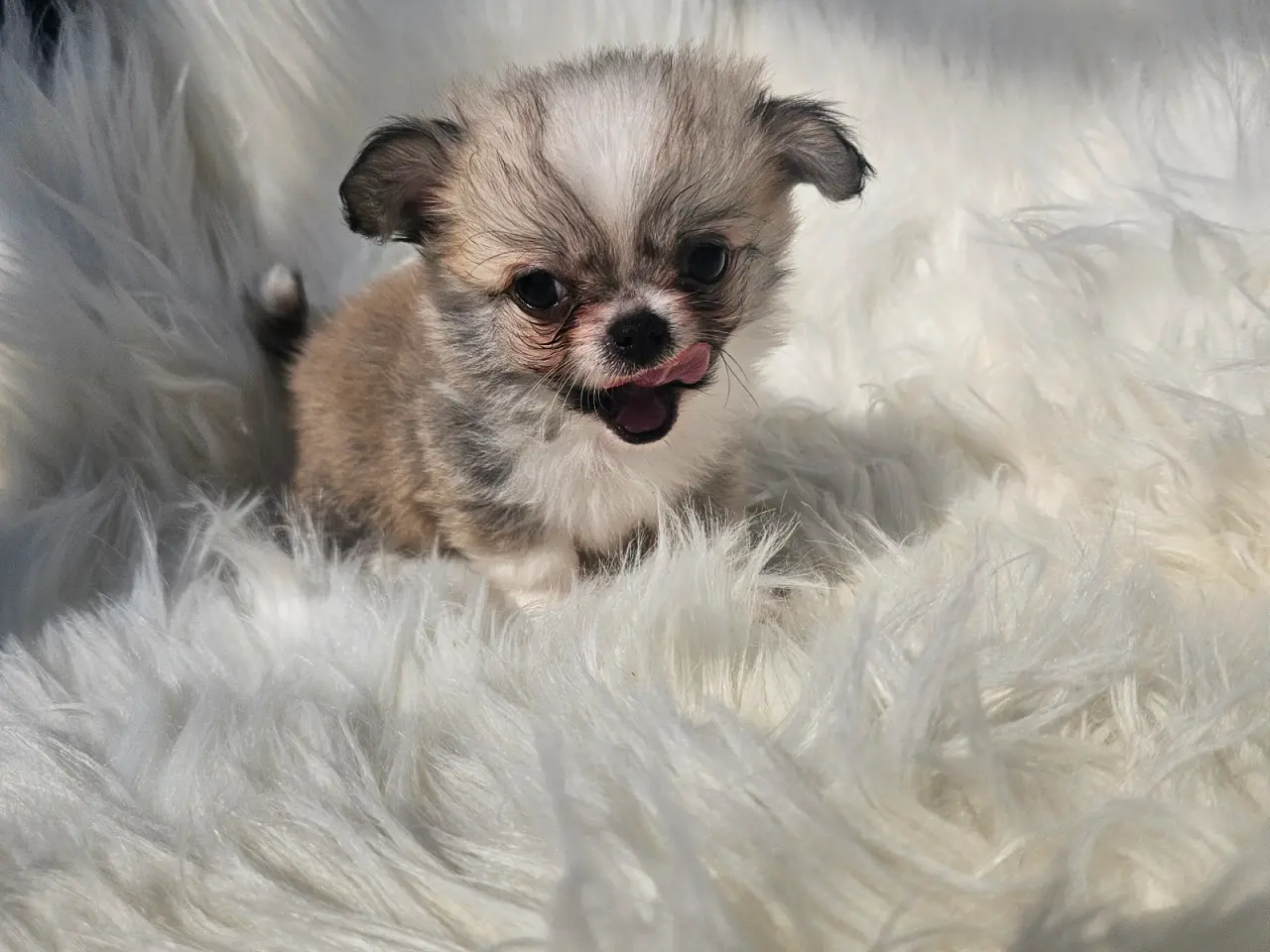 Billede 5 - Lille chihuahua drenge