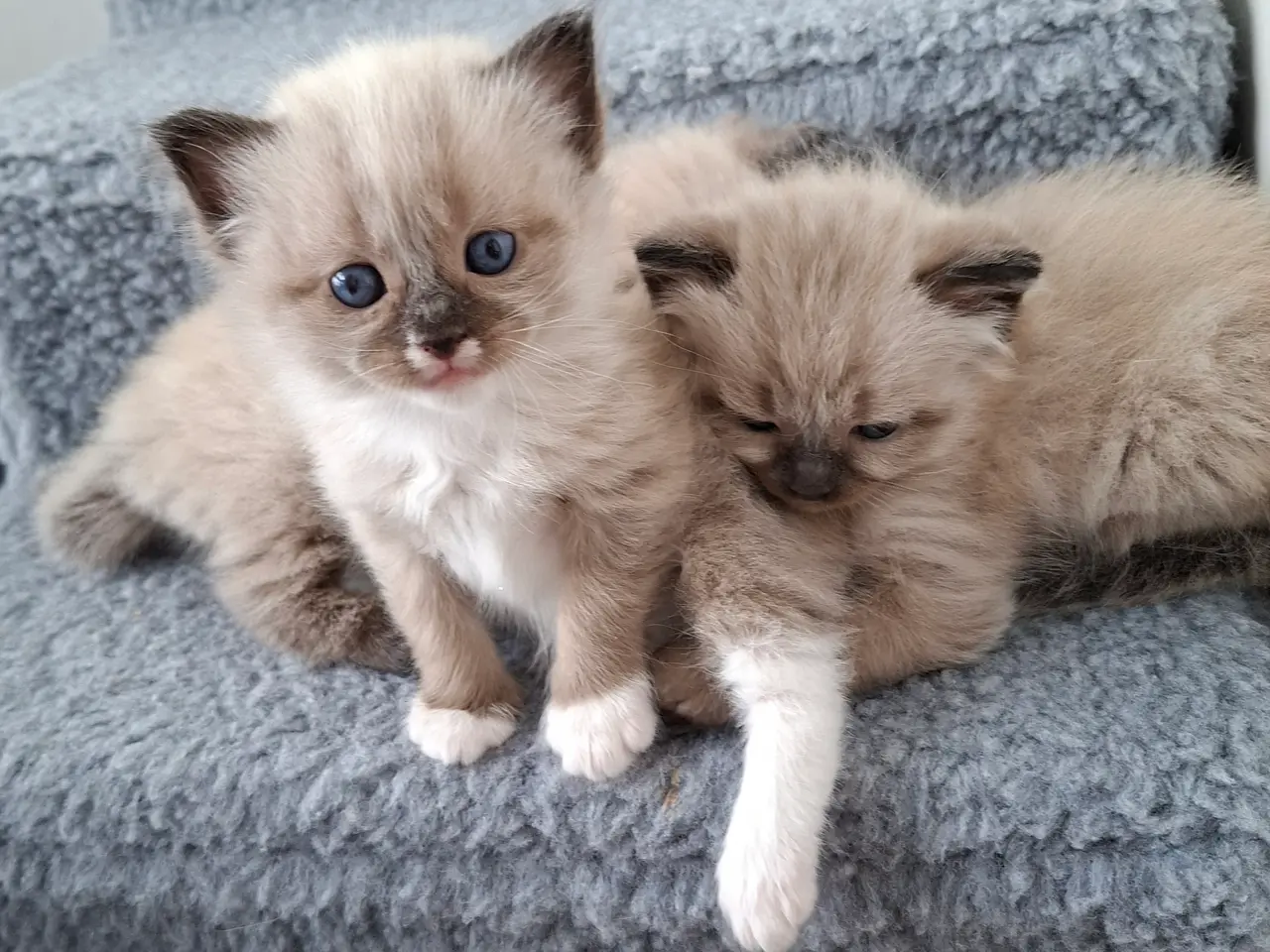 Billede 1 - Skønne Ragdoll killinger 🐾🤎