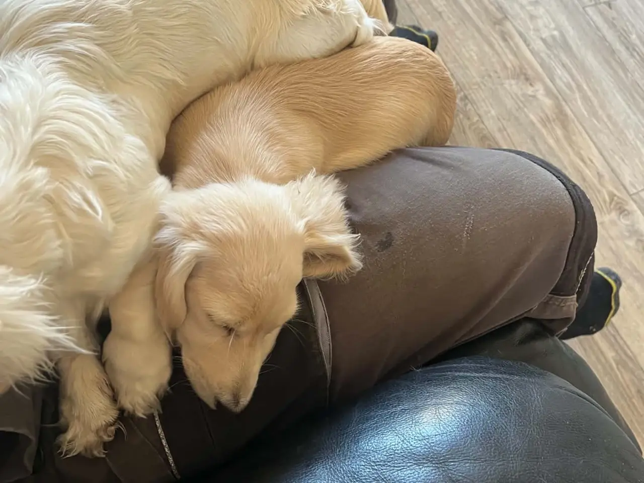 Billede 4 - Blonde gravhunde langhåret
